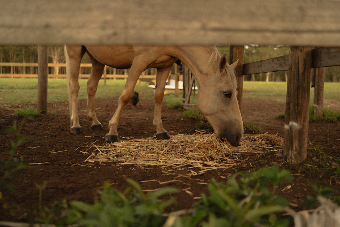 4 lessons of healing from our rescue animals 💗