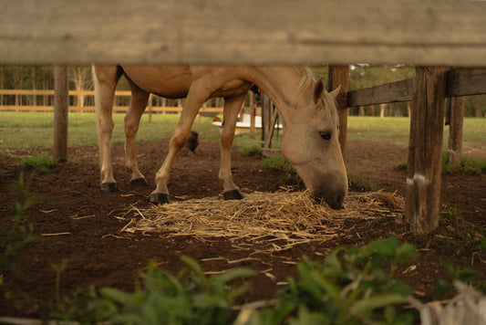 4 lessons of healing from our rescue animals 💗