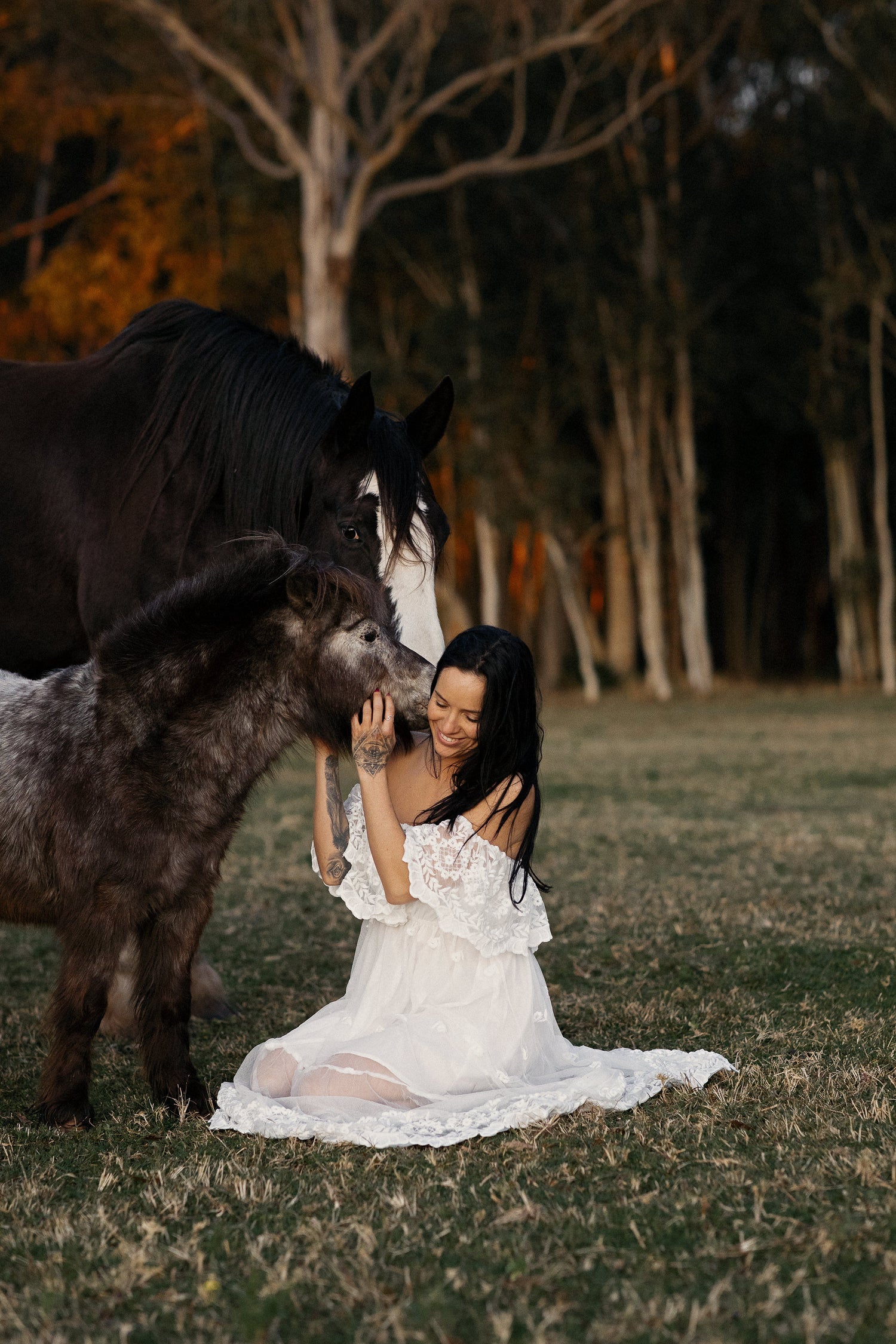 Elshka horses